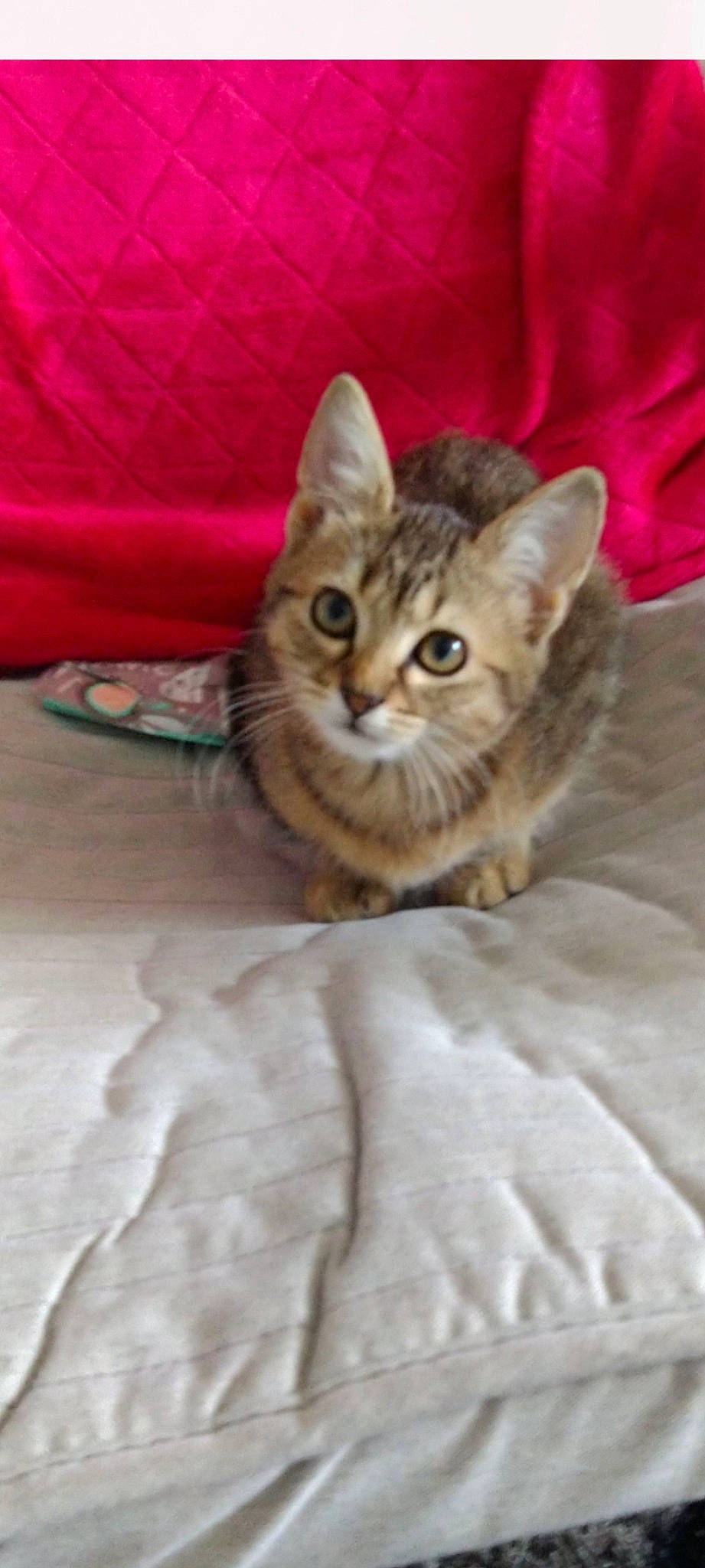 Gougou a rejoint le concours — aidez-le/la à gagner de superbes lots ! carnivore, cat, cat_supply, comfort, domestic_short_haired_cat, fawn, felidae, fur, small_to_medium_sized_cats, snout, terrestrial_animal, whiskers