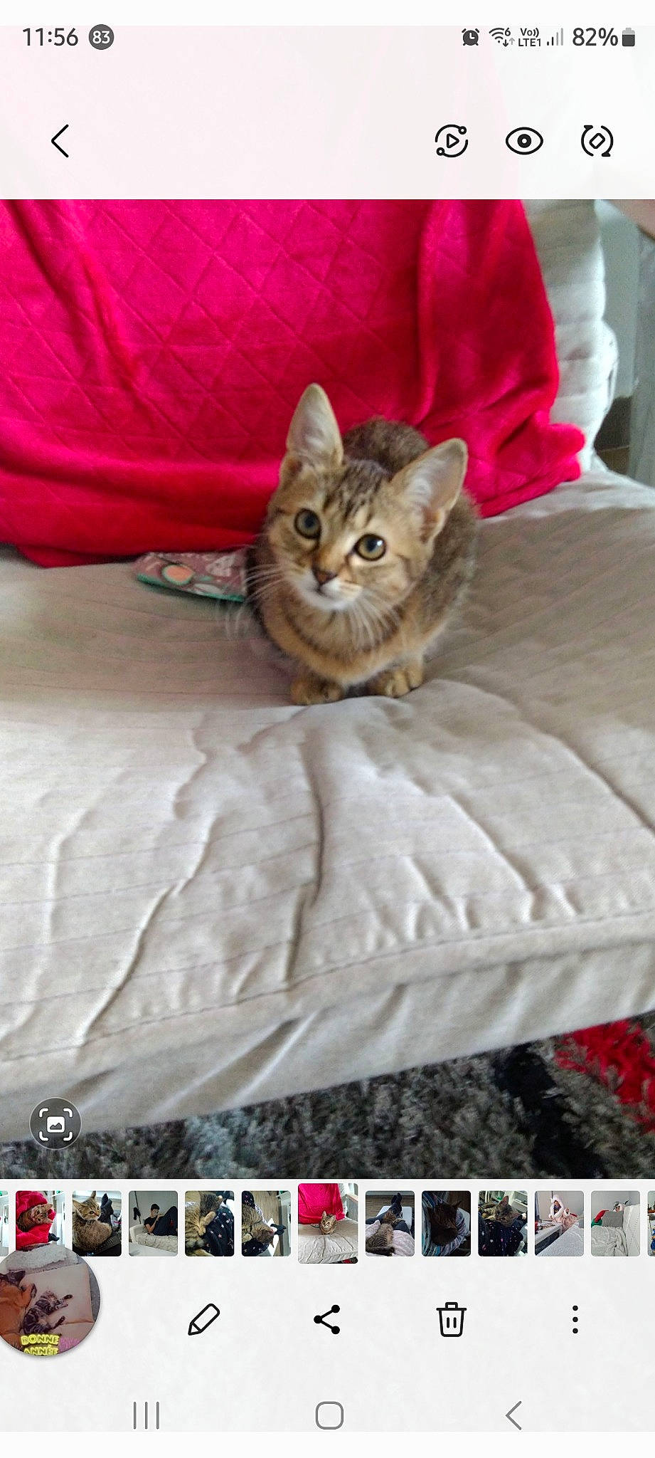 Gougou participe au concours pour gagner de l'argent avec cette photo : bed, bedding, carnivore, cat, cat_supply, claw, comfort, domestic_short_haired_cat, felidae, font, fur, linens, pet_supply, rectangle, screenshot, small_to_medium_sized_cats, terrestrial_animal, textile, whiskers, wildlife