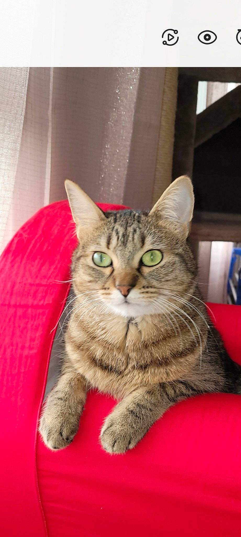 Gougou a rejoint le concours — aidez-le/la à gagner de superbes lots ! carnivore, cat, cat_supply, comfort, domestic_short_haired_cat, felidae, fur, sitting, small_to_medium_sized_cats, snout, terrestrial_animal, whiskers, window