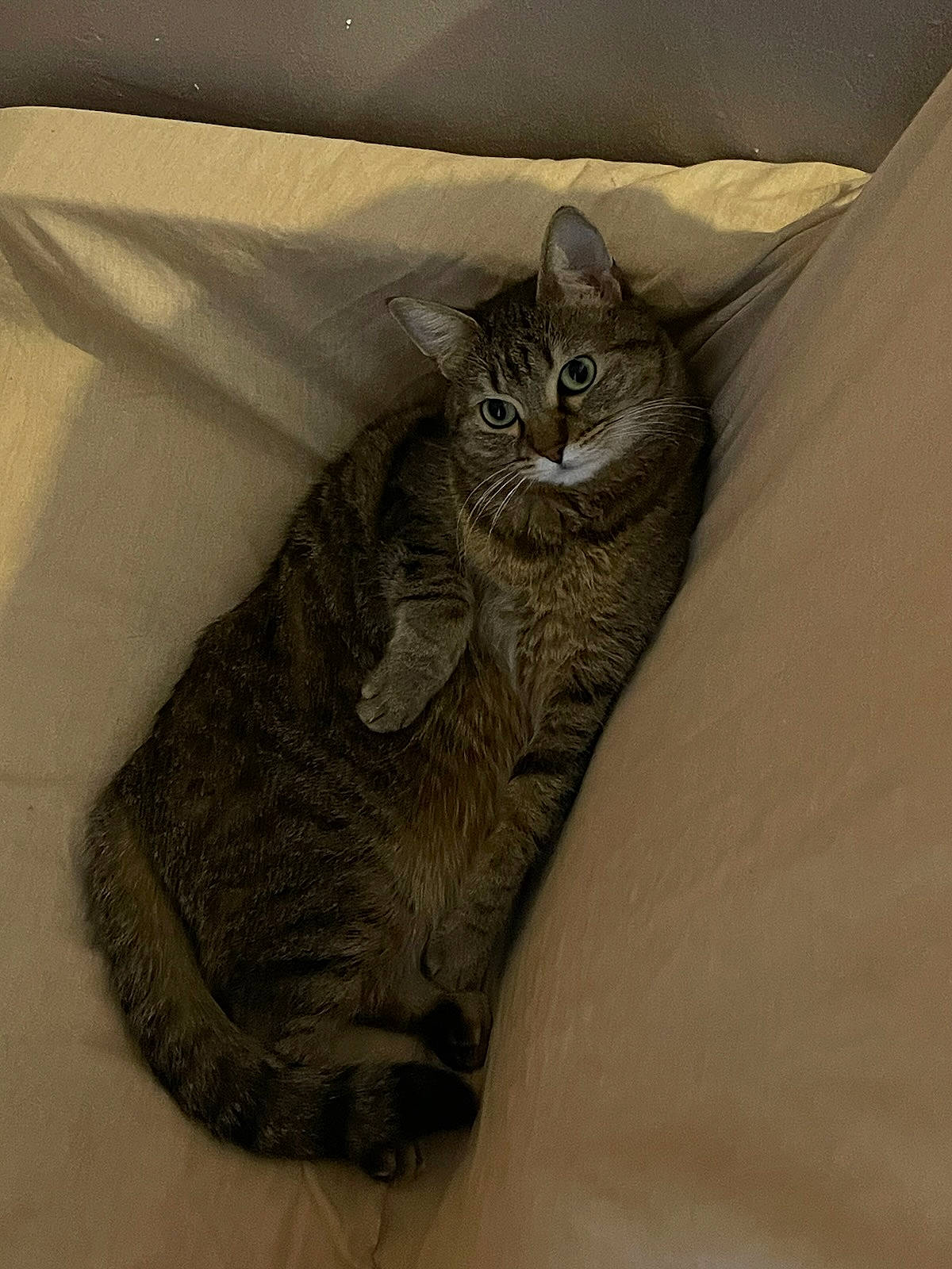 Gucci participe au concours pour gagner de l'argent avec cette photo : carnivore, cat, cat_bed, comfort, domestic_short_haired_cat, felidae, fur, grey, linens, paw, small_to_medium_sized_cats, tail, whiskers, window