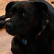 Parker is registered to the contest to win money with this photo: dog, black_dog, pet, indoor, wooden_floor, collar, animal, canine, resting, portrait, close_up, fur, eyes, domestic_animal, laying, companion, cute, calm, snout, ears