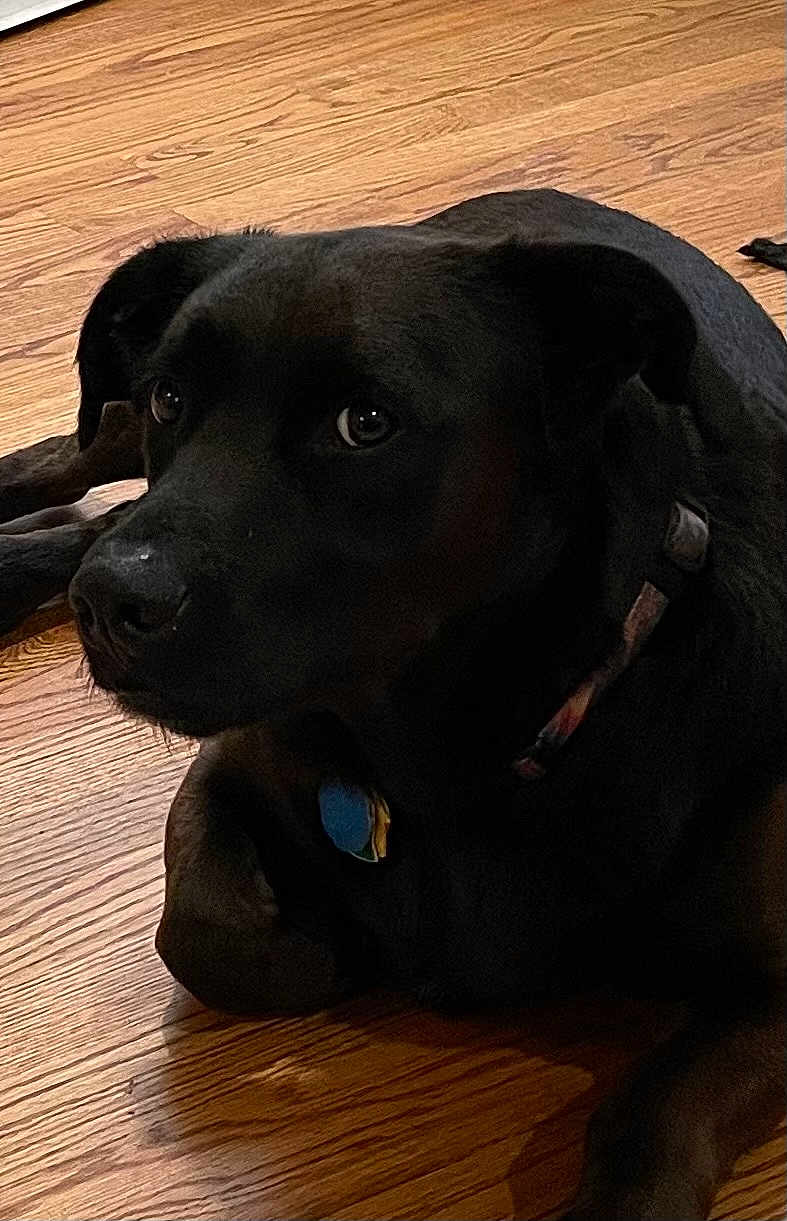 Parker is registered to the contest to win money with this photo: dog, black_dog, pet, indoor, wooden_floor, collar, animal, canine, resting, portrait, close_up, fur, eyes, domestic_animal, laying, companion, cute, calm, snout, ears