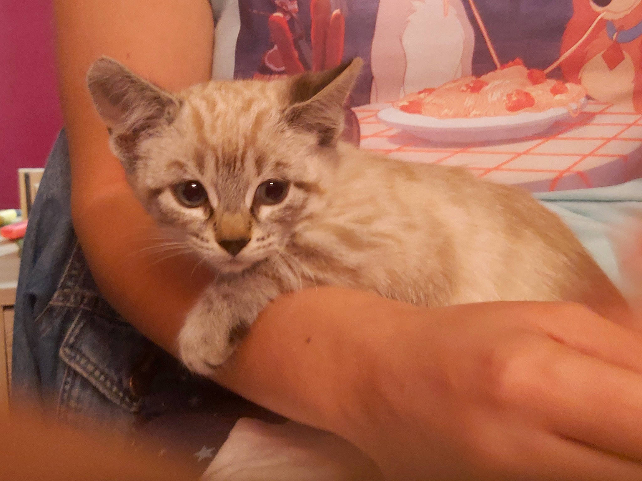 Belle participe au concours pour gagner de l'argent avec cette photo : carnivore, cat, claw, comfort, couch, domestic_short_haired_cat, ear, fawn, felidae, fur, kitchen_utensil, nail, paw, plate, serveware, small_to_medium_sized_cats, snout, tableware, tail, whiskers