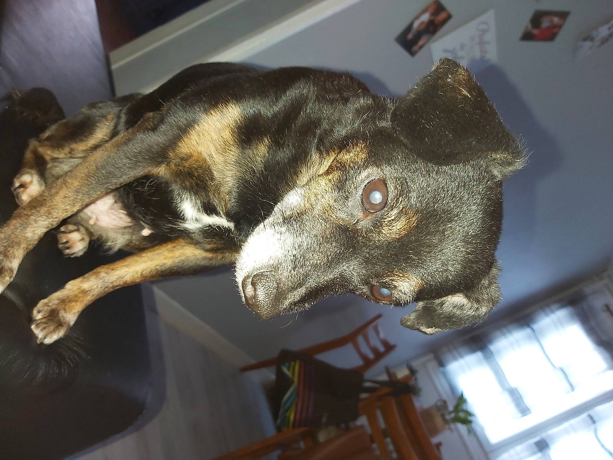 Princesse a rejoint le concours — aidez-le/la à gagner de superbes lots ! canidae, jaw, metal, snout