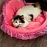 animal, calico_cat, cat, cozy, cute, domestic, frilly, fur, furniture_leg, home, indoor, looking_at_camera, mammal, pet_bed, pink, relaxed, resting, small_pet, soft, wooden_floor