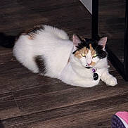 Charlotte joined the competition — help win amazing prizes! animal, calico_cat, cat, closeup, collar, domestic_animal, eyes_glowing, feline, flash, flooring, fur, indoor, lying_down, mirror, pet, reflection, resting, shoe, tag, wooden_floor