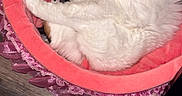Charlotte is registered to the contest to win money with this photo: animal, black_spots, cat, cozy, curled_up, cute, domestic_cat, floor, fluffy, furniture, indoor, pet_bed, pink, relaxing, resting, sleeping, soft, tail, white, wood