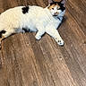 Charlotte joined the competition — help win amazing prizes! animal, calico_cat, cat, cute, domestic_animal, ears, feline, flooring, fur, house, indoor, looking, lying_down, mammal, paws, pet, relaxed, resting, whiskers, wooden_floor