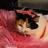 Charlotte joined the competition — help win amazing prizes! animal, bow, calico_cat, cat, cozy, cute, decor, face, fluffy, fur, home, indoor, pet, pink_blanket, red_bow, relaxed, resting, sleepy, sparkle, timestamp