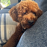 Love joined the competition — help win amazing prizes! animal, brown, close_up, companion, couch, cozy, curly_fur, cute, dog, domestic, furniture, home, indoor, pet, pillow, poodle, portrait, relaxed, resting, soft_light