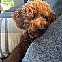 animal, brown, close_up, companion, couch, cozy, curly_fur, cute, dog, domestic, furniture, home, indoor, pet, pillow, poodle, portrait, relaxed, resting, soft_light