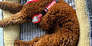 Love joined the competition — help win amazing prizes! dog, brown_dog, curly_fur, pet_bed, harness, indoor, resting, sleeping, cozy, curled_up, floor, tile_floor, curly_coat, cute, domestic_animal, companion, animal, mammal, fur, relaxing