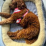 dog, brown_dog, curly_fur, pet_bed, harness, indoor, resting, sleeping, cozy, curled_up, floor, tile_floor, curly_coat, cute, domestic_animal, companion, animal, mammal, fur, relaxing