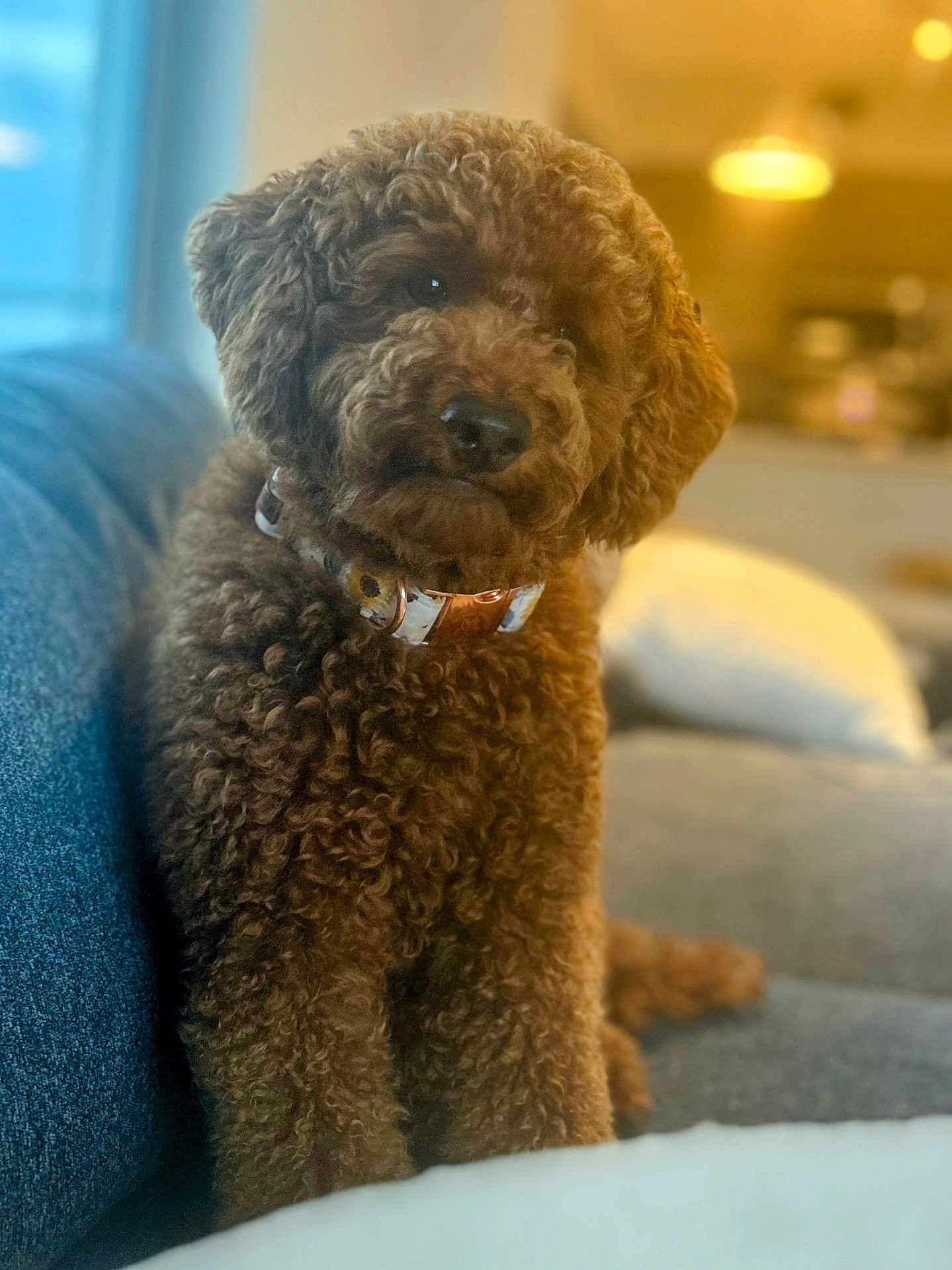 Love joined the competition — help win amazing prizes! dog, brown, curly_fur, pet, collar, indoor, couch, furniture, blurred_background, domestic_animal, cute, fluffy, portrait, animal, sitting, companion, friendly, house, cozy, canine