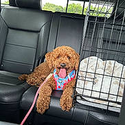 Love joined the competition — help win amazing prizes! dog, car_interior, leash, pet_crate, blanket, black_leather_seat, curly_fur, happy, tongue_out, harness, window, daylight, vehicle, seat_headrest, resting, pet, travel, companion, cute, indoors