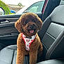 Love is registered to the contest to win money with this photo: dog, poodle, brown, pet, car_interior, car_seat, harness, cute, animal, fluffy, tongue_out, sitting, companion, vehicle, leather_seat, window, daylight, outside, happy, portrait