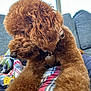 Love is registered to the contest to win money with this photo: dog, poodle, brown_fur, curly_fur, collar, heart_tag, love, blanket, plaid, couch, indoor, pet, animal, fur, closeup, stretching, cute, cozy, resting, domestic