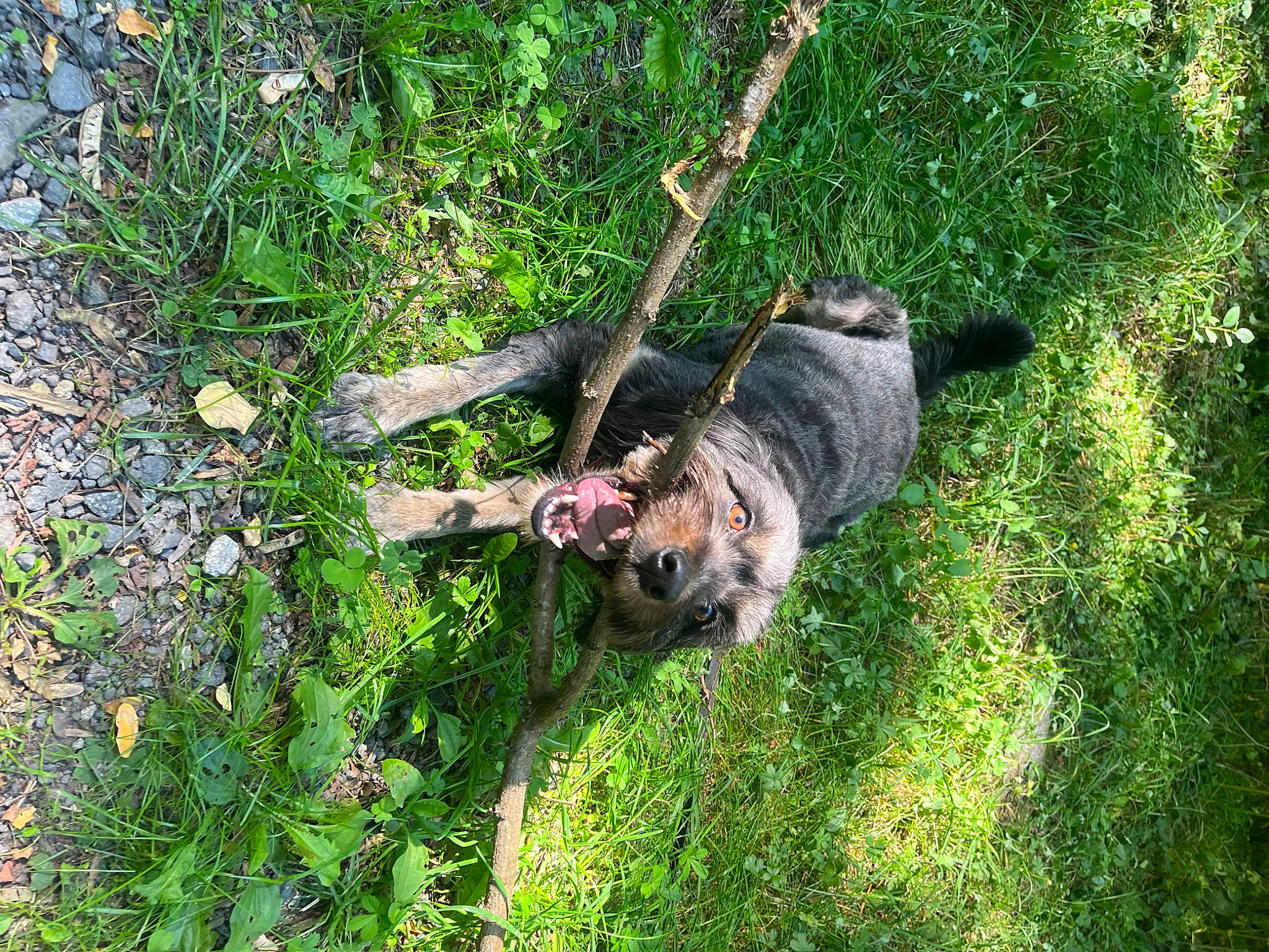 Pepita participe au concours pour gagner de l'argent avec cette photo : canidae, carnivore, companion_dog, dog, dog_breed, fawn, grass, groundcover, herbaceous_plant, pet_supply, plant, schnauzer, shrub, sporting_group, tail, terrestrial_animal, terrier, water_dog, working_animal, working_dog