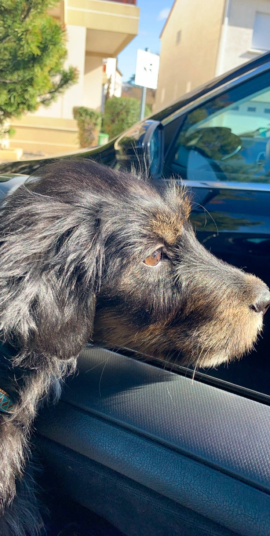 Pepita a rejoint le concours — aidez-le/la à gagner de superbes lots ! bosnian_coarse_haired_hound, canidae, carnivore, dog, dog_breed, ear, fur, german_wirehaired_pointer, glen_of_imaal_terrier, irish_wolfhound, mammal, petit_basset_griffon_vendeen, schnoodle, scottish_deerhound, snout, spinone_italiano, sporting_group, terrier, window, wirehaired_pointing_griffon