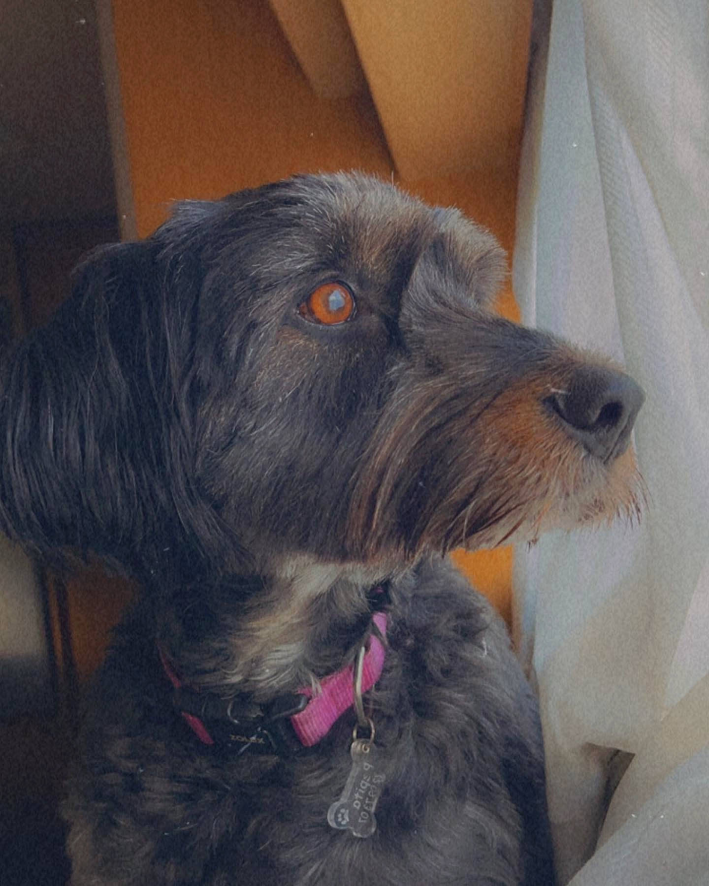 Pepita a rejoint le concours — aidez-le/la à gagner de superbes lots ! canidae, carnivore, collar, companion_dog, dog, dog_breed, dog_collar, ear, fur, liver, non_sporting_group, paw, puppy, selfie, snout, sporting_group, whiskers, working_animal