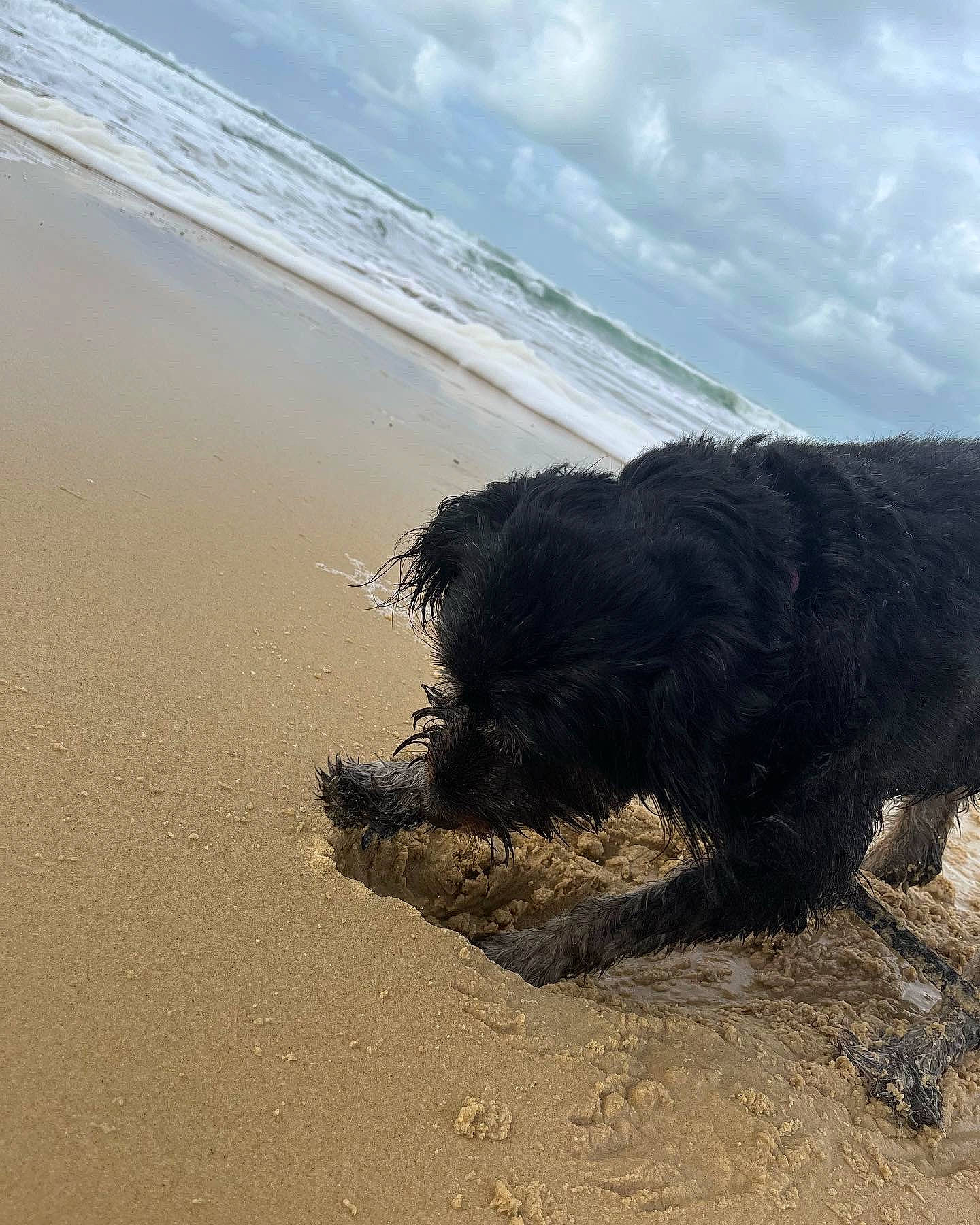 Pepita participe au concours pour gagner de l'argent avec cette photo : beach, canidae, carnivore, cloud, coast, companion_dog, dog, dog_breed, labradoodle, ocean, sand, sky, small_terrier, soil, sporting_group, terrier, water, water_dog, wave, wind_wave
