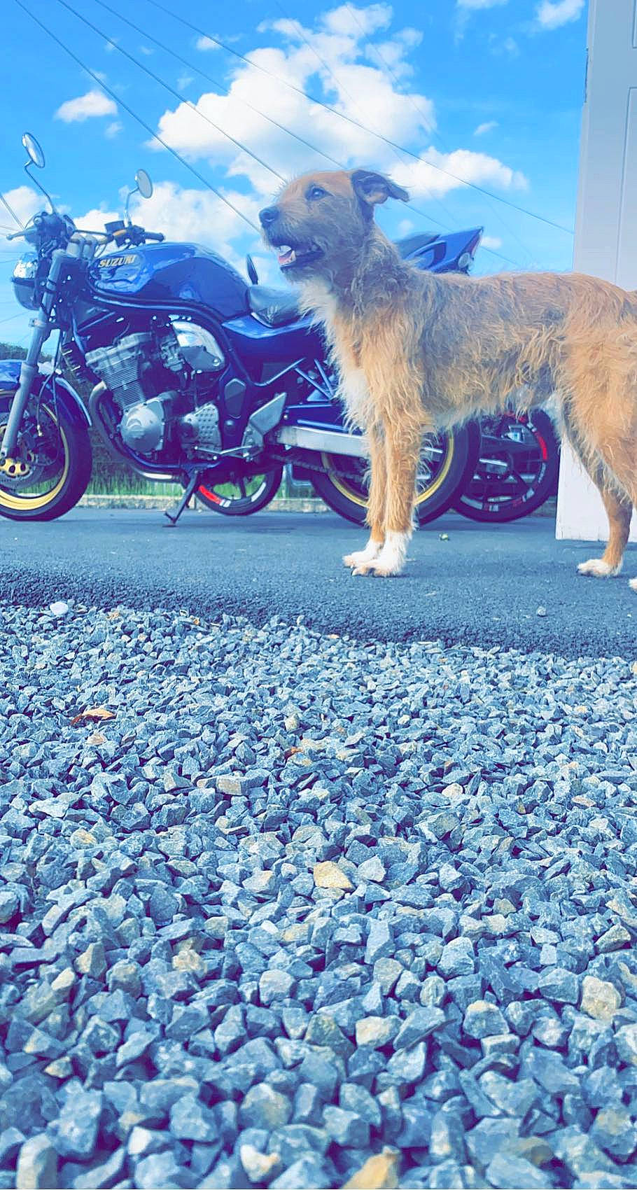 Guizmo participe au concours pour gagner de l'argent avec cette photo : asphalt, azure, blue, body_of_water, carnivore, cloud, dog_breed, fawn, flooring, light, llama, mammal, nature, photograph, road_surface, sky, tire, vehicle, vertebrate, wheel