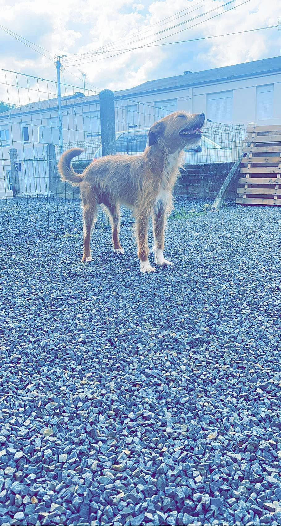 Guizmo a rejoint le concours — aidez-le/la à gagner de superbes lots ! asphalt, blue, building, carnivore, city, cloud, cobblestone, companion_dog, dog, dog_breed, electric_blue, flooring, ocean, road_surface, sky, soil, sporting_group, tail, window, winter