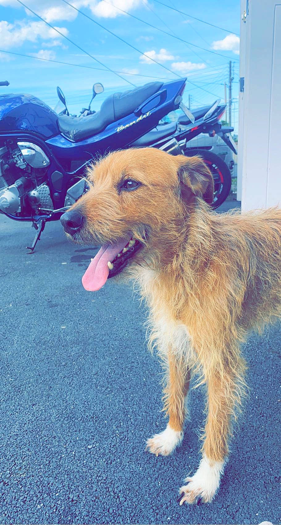 Guizmo participe au concours pour gagner de l'argent avec cette photo : canidae, carnivore, cloud, companion_dog, dog, dog_breed, dog_supply, electric_blue, fur, leash, ocean, road_surface, sky, small_terrier, snout, sporting_group, tail, terrier, working_animal, working_terrier