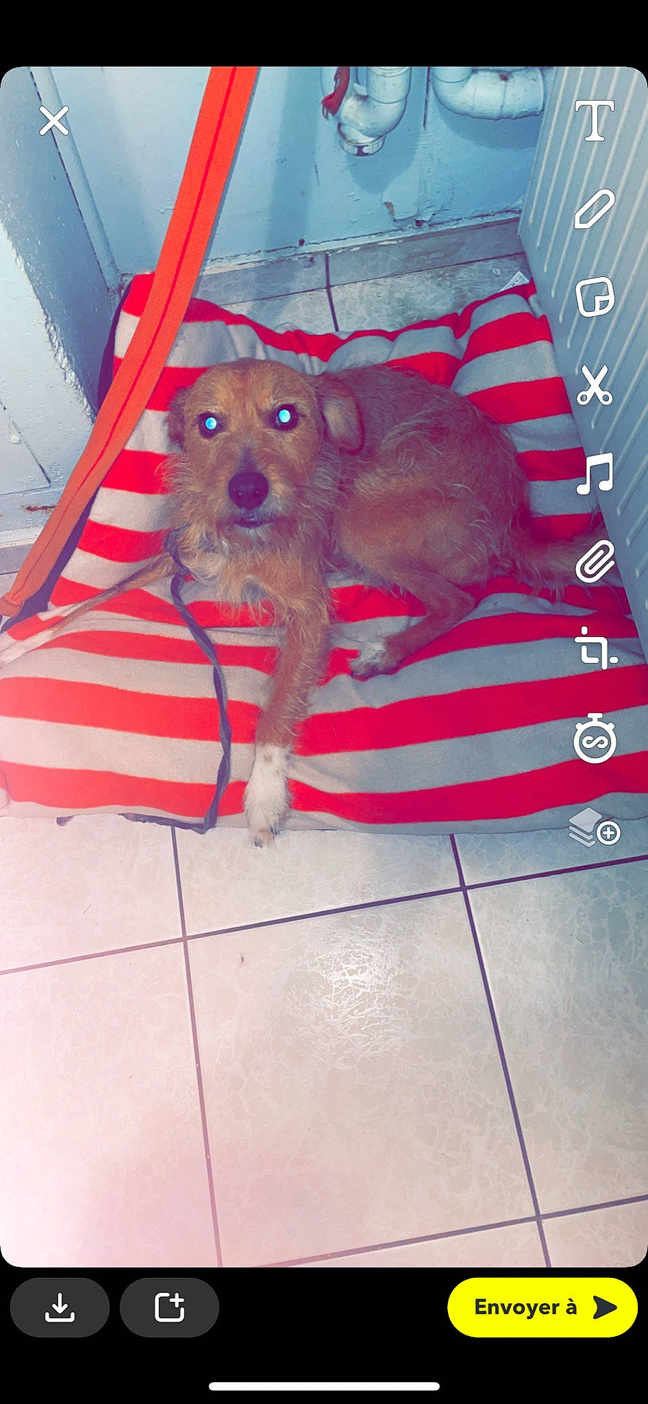 Guizmo a rejoint le concours — aidez-le/la à gagner de superbes lots ! carnivore, companion_dog, dog, dog_breed, dog_clothes, dog_supply, fawn, flooring, fur, liver, mammal, pattern, pet_supply, red, snout, sporting_group, tile_flooring, toy, toy_dog, working_animal