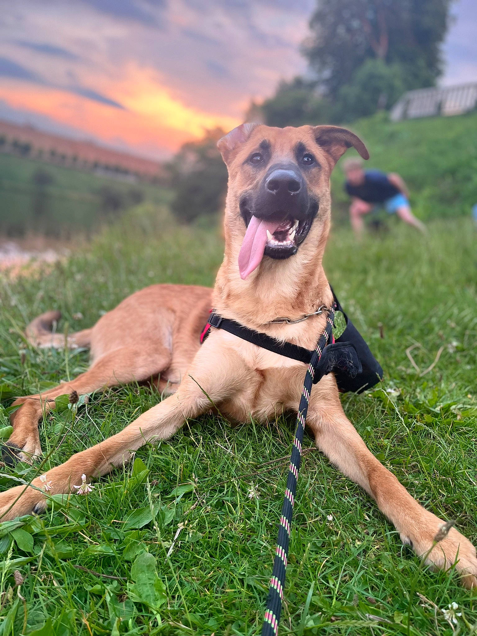 Prada participe au concours pour gagner de l'argent avec cette photo : canidae, carnivore, cloud, collar, companion_dog, dog, dog_breed, dog_collar, dog_supply, fawn, grass, grassland, pet_supply, plant, prairie, sky, sporting_group, terrestrial_animal, tree, working_animal