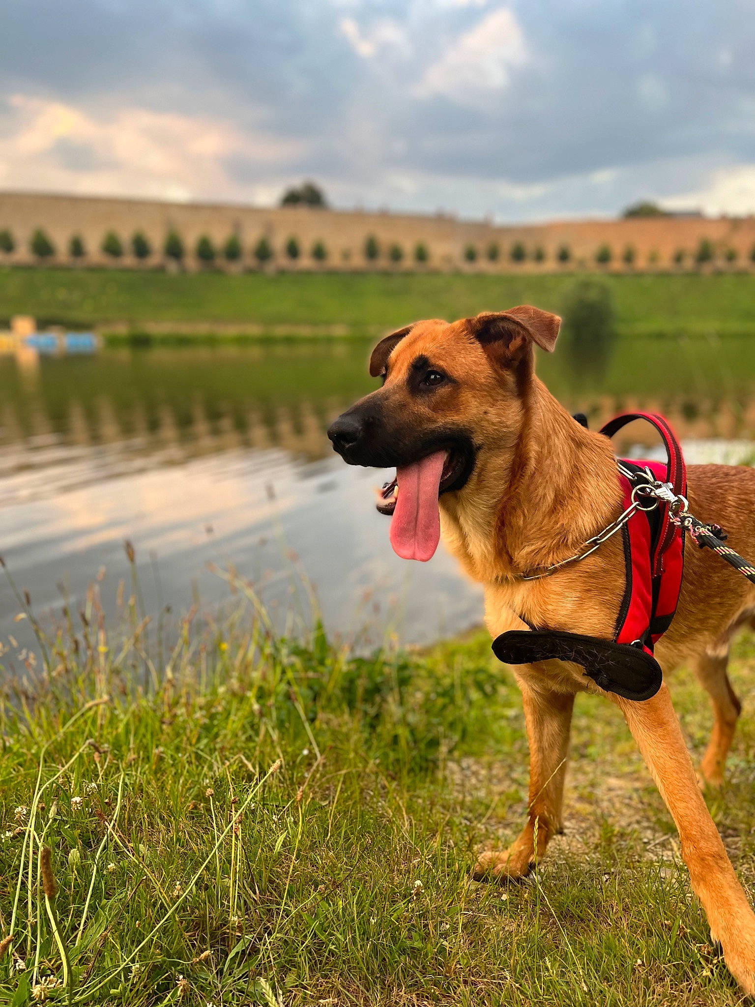 Prada a rejoint le concours — aidez-le/la à gagner de superbes lots ! canidae, carnivore, cloud, collar, companion_dog, dog, dog_breed, dog_collar, fawn, grass, grassland, happy, landscape, leash, plant, sky, sporting_group, tree, water, working_animal