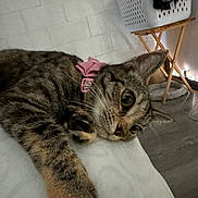 Roxy joined the competition — help win amazing prizes! cat, tabby, collar, pink_bow, pet, feline, indoor, cozy, resting, soft_surface, laundry_basket, wooden_stand, floor, fairy_lights, whiskers, curious, close_up, paw, home, relaxed