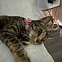 cat, tabby, collar, pink_bow, pet, feline, indoor, cozy, resting, soft_surface, laundry_basket, wooden_stand, floor, fairy_lights, whiskers, curious, close_up, paw, home, relaxed