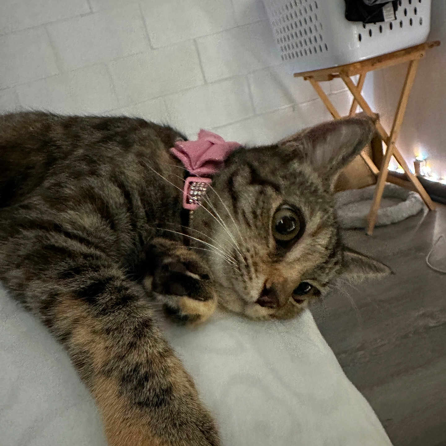 Roxy joined the competition — help win amazing prizes! cat, close_up, collar, cozy, curious, fairy_lights, feline, floor, home, indoor, laundry_basket, paw, pet, pink_bow, relaxed, resting, soft_surface, tabby, whiskers, wooden_stand