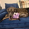 dog, brindle, stuffed_toy, plush, blue_couch, blanket, indoor, pet, relaxed, animal, living_room, furniture, canine, toy, resting, cozy, domestic, companion, mammal, comfort