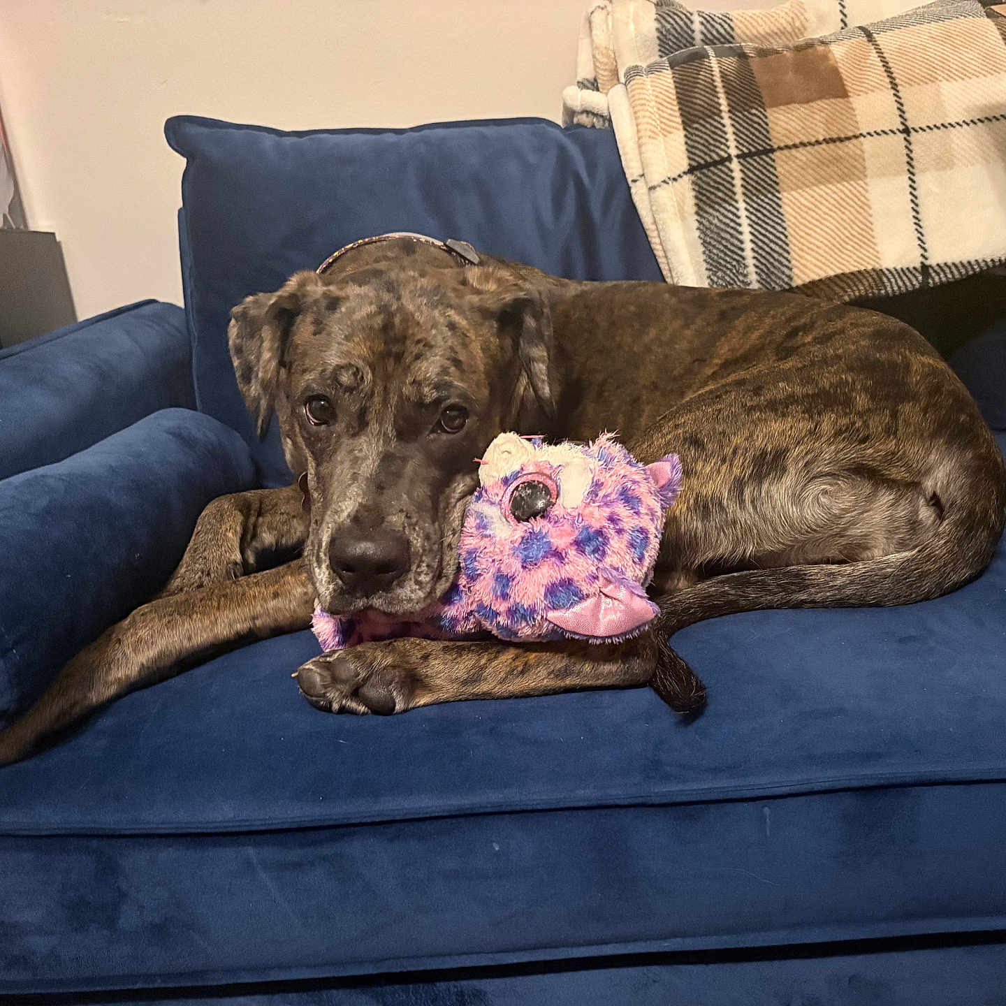 Nyx is registered to the contest to win money with this photo: dog, brindle, stuffed_toy, plush, blue_couch, blanket, indoor, pet, relaxed, animal, living_room, furniture, canine, toy, resting, cozy, domestic, companion, mammal, comfort