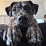 animal, brindle, canine, close_up, cozy, dog, ears, face, furniture, home, indoor, large_dog, looking_at_camera, muzzle, paws, person, pet, portrait, resting, screen