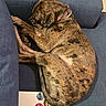 Nyx joined the competition — help win amazing prizes! animal, blue_couch, brindle, collar, companion, couch, cozy, cute, dog, fur, furniture, home, indoor, laptop, paw, pet, relaxed, resting, sleeping, sticker