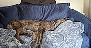 Nyx is registered to the contest to win money with this photo: animal, blanket, blue_couch, brindle, collar, comfort, couch, cozy, dog, fur, fur_pattern, home, indoor, napping, pet, quiet, relaxing, resting, sleeping, soft_texture
