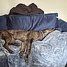 animal, blanket, blue_couch, brindle, collar, comfort, couch, cozy, dog, fur, fur_pattern, home, indoor, napping, pet, quiet, relaxing, resting, sleeping, soft_texture