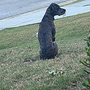 Nyx joined the competition — help win amazing prizes! brindle, calm, canine, car, collar, daytime, dog, grass, lawn, nature, outdoor, parked_car, pet, quiet, residential, sidewalk, sitting, street, suburb, watching