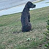 brindle, calm, canine, car, collar, daytime, dog, grass, lawn, nature, outdoor, parked_car, pet, quiet, residential, sidewalk, sitting, street, suburb, watching