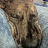 animal, bedroom, blanket, brindle_coat, close_up, cozy, dog, face, fur, furniture, indoor, napping, peaceful, pet, relaxed, resting, sleeping, snout, soft_texture, window