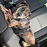 Nyx joined the competition — help win amazing prizes! animal, backseat, brindle, canine, car, comfortable, dog, domestic, harness, interior, leisure, looking, pet, resting, seatbelt, side_view, tongue_out, travel, vehicle, window