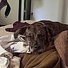 bed, blanket, brown, collar, comfort, cozy, dog, domestic_animal, fabric, fur, fur_pattern, household, indoor, nap, pet, quiet, relaxation, resting, sleeping, soft
