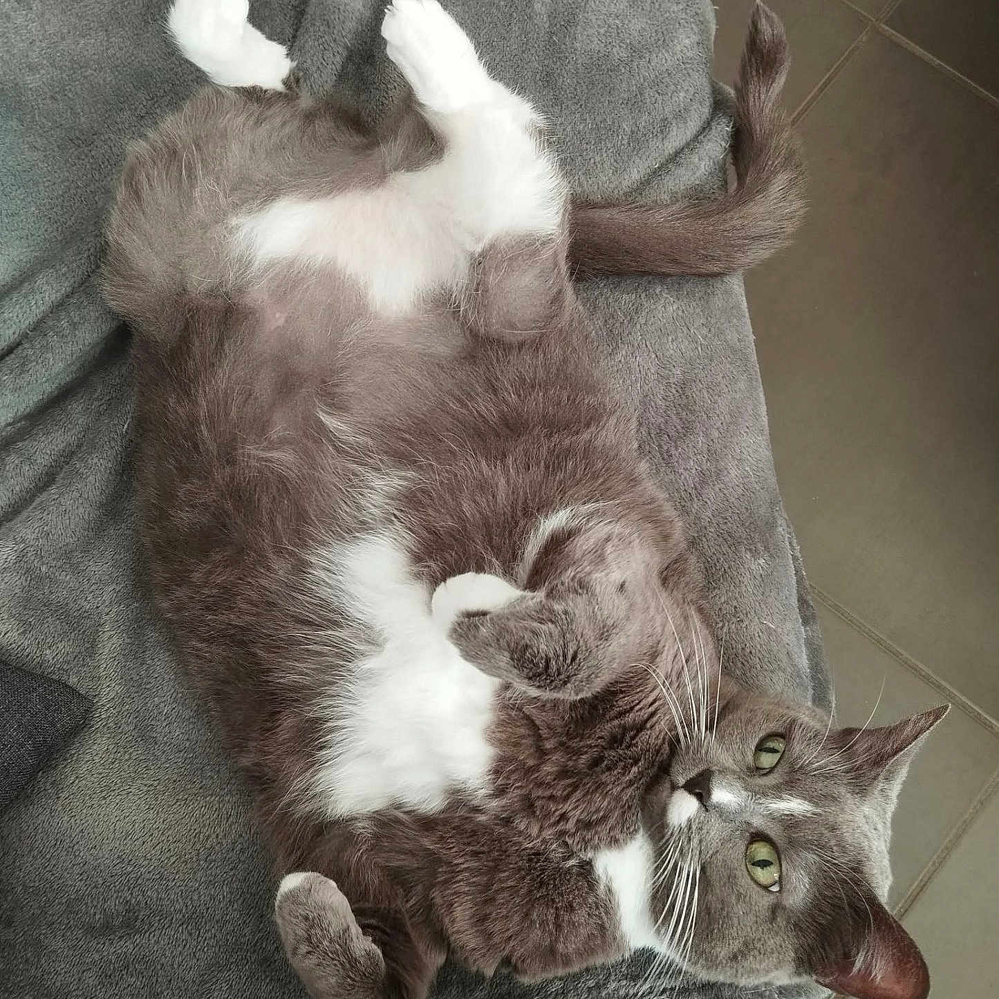 Choupette