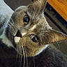 Choupette a rejoint le concours — aidez-le/la à gagner de superbes lots ! animal, cat, close_up, cozy, curious, cute, domestic_cat, ears, face, feline, gray_cat, indoor, looking, nose, pet, portrait, soft_fur, whiskers, white_spot, yellow_eyes