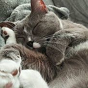 Choupette a rejoint le concours — aidez-le/la à gagner de superbes lots ! animal, blanket, cat, close_up, comfort, cozy, cute, feline, fur, gray_cat, indoor, napping, paw_pads, pet, relaxation, rest, sleeping, soft_texture, whiskers, white_paws