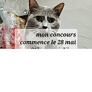 Choupette participe au concours pour gagner de l'argent avec cette photo : cat, gray_cat, white_cat, face, ears, whiskers, animal, pet, indoor, curious, looking, gift_wrap, plastic_wrap, blurred_background, text_overlay, contest, announcement, french_text, closeup, portrait