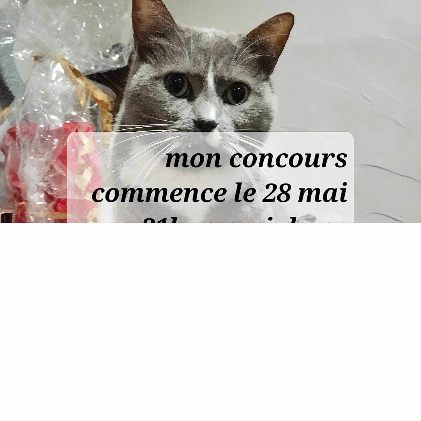 Choupette